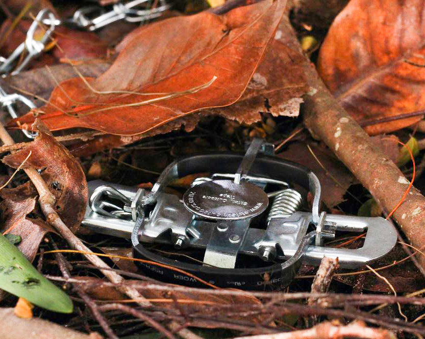 Galvanised Rubber Possum Leg Hold Trap - Strictly Outdoors